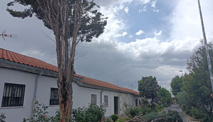 Árbol caído en el Barrio de La Vega