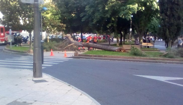 Un árbol se desploma en la plazal del Barrio Vidal (4)