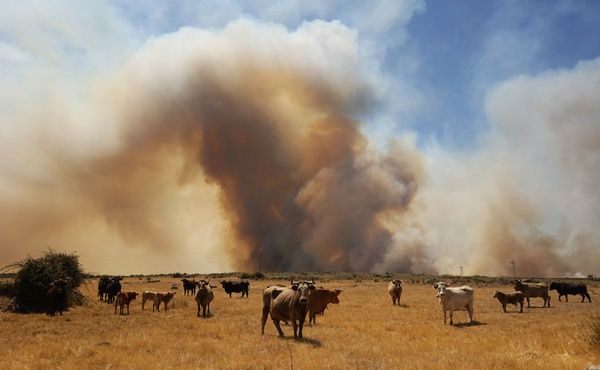 Incendio forestal en San Felices de los Gallegos. Fotos Vicente, ICAL  (12)