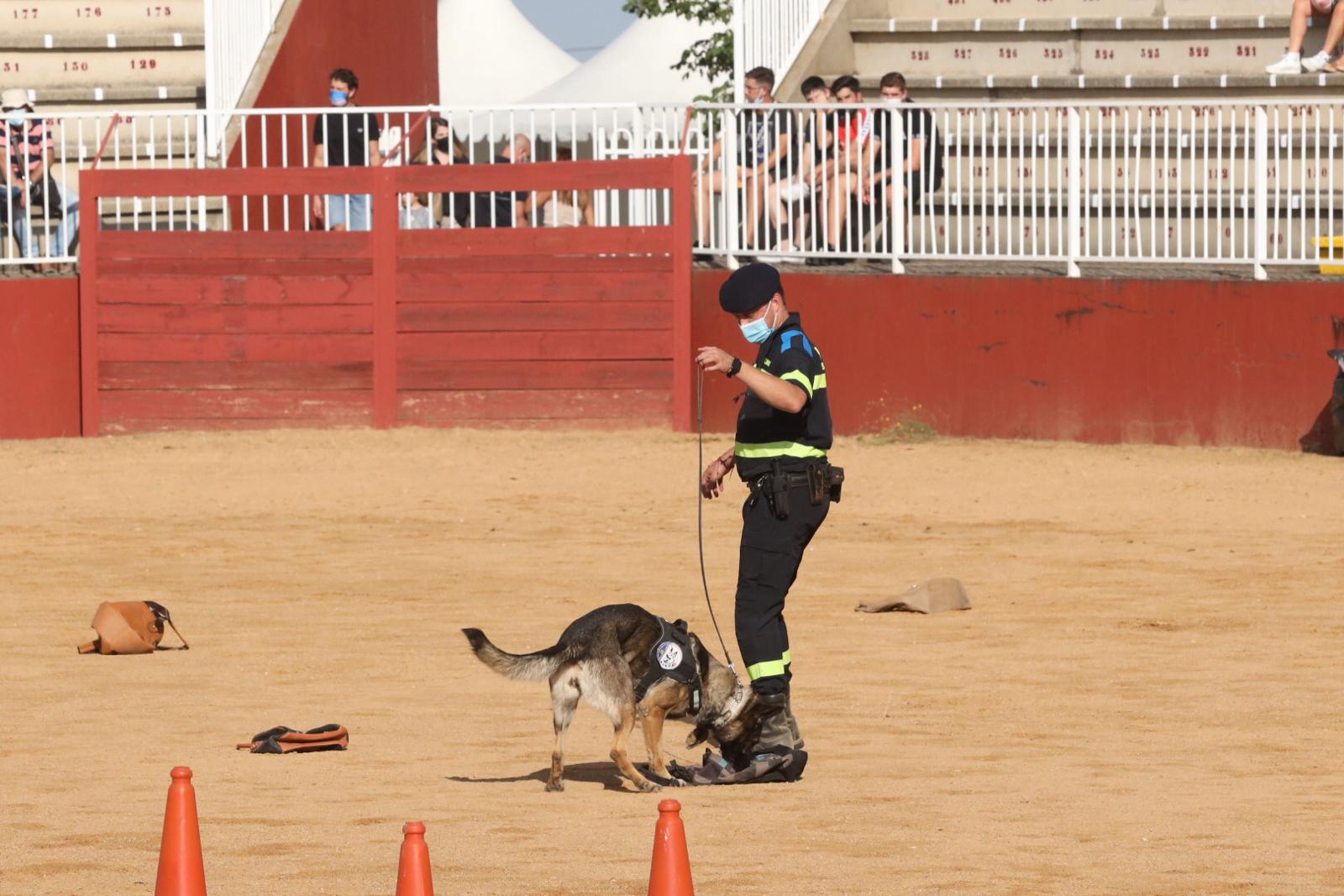 Exhibición de la Unidad Canina de la Policía Local de Salamanca en Salamaq