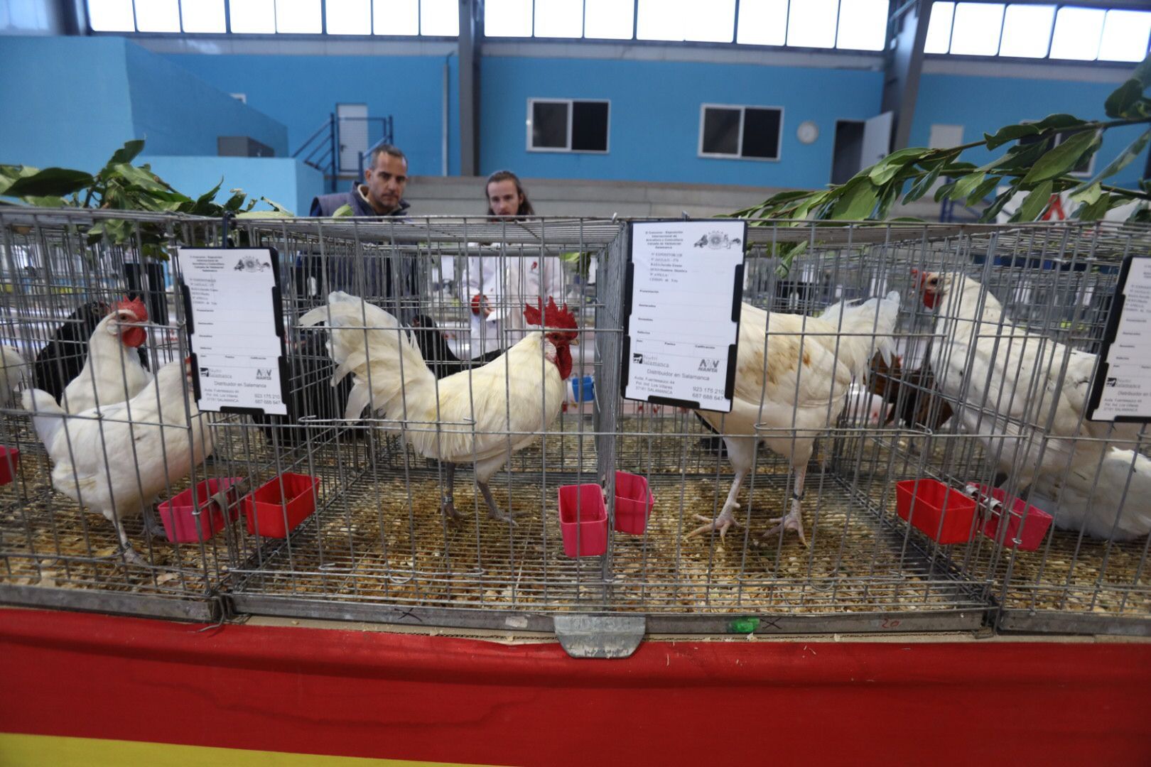 II Feria de Avicultura y Cunicultura de Calzada de Valdunciel 1