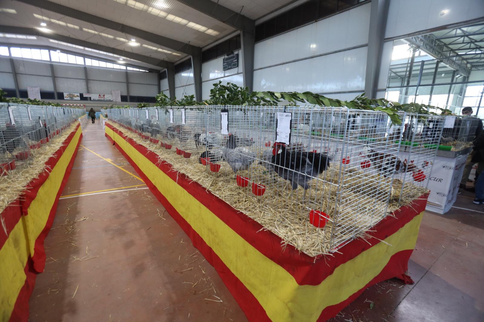 II Feria de Avicultura y Cunicultura de Calzada de Valdunciel