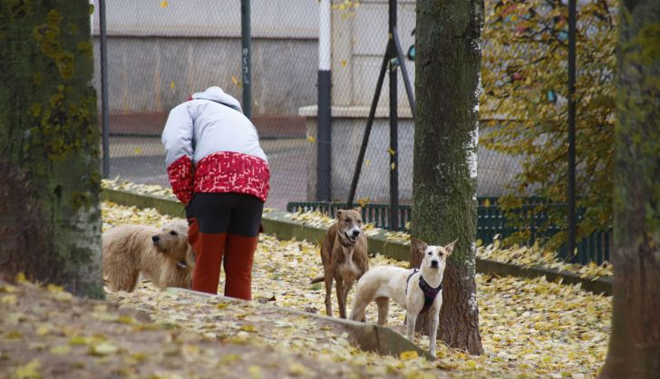 Gente con sus perros en un parque en invierno | Foto Andrea M