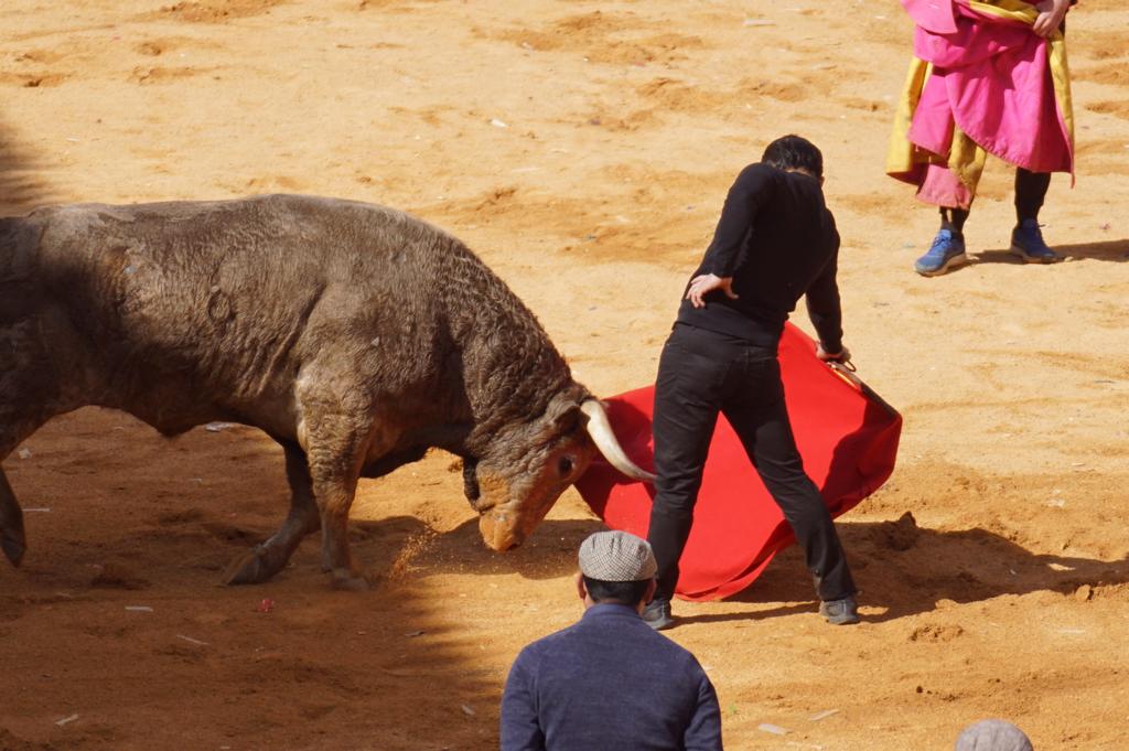 Novillada sin picadores en el Carnaval del Toro de Ciudad Rodrigo 2022 (domingo, 27 de febrero) 15