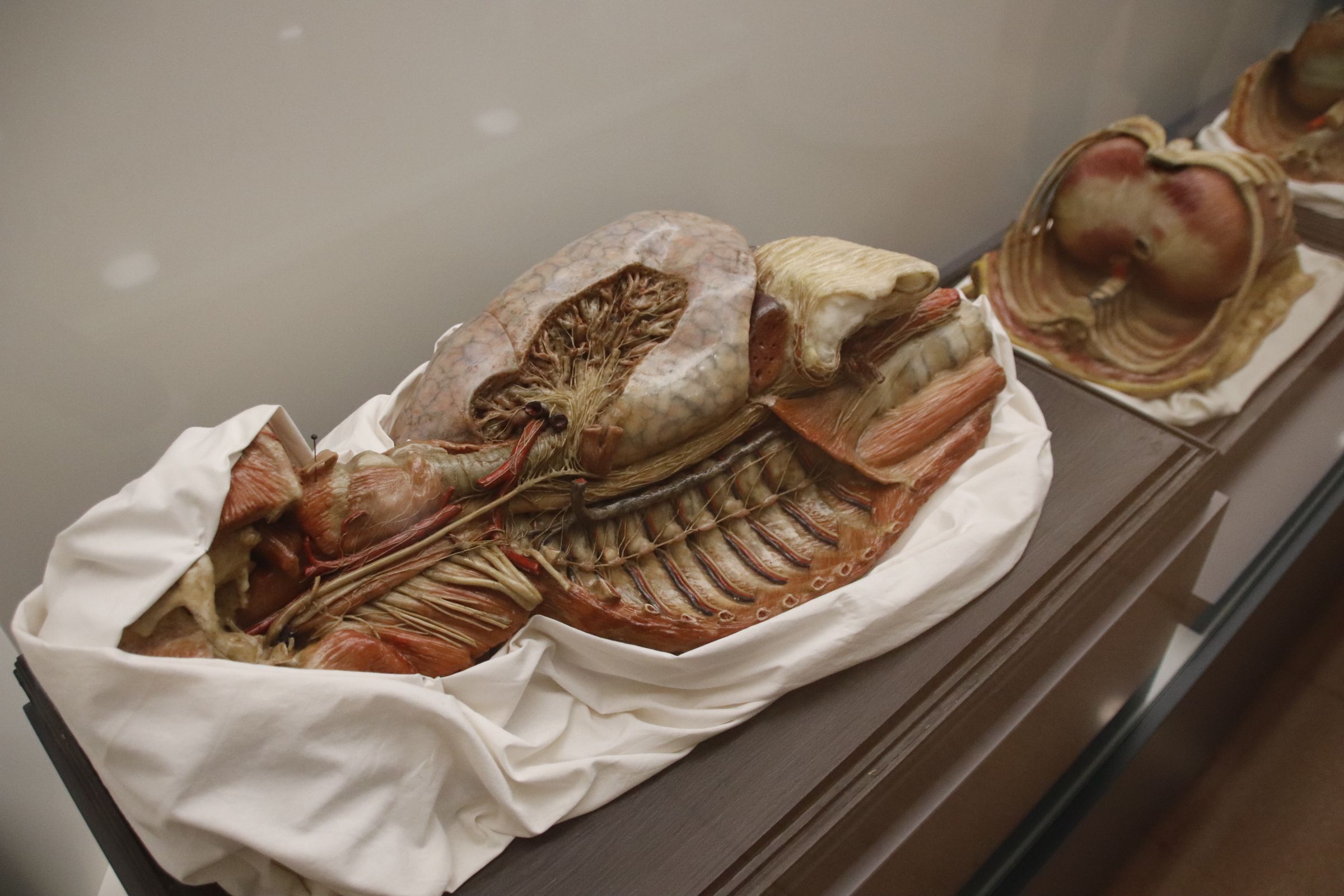 figuras anatómicas de cera coloreada de los siglos XIX y XX conservadas en el Departamento de Anatomía e Histologías Humanas de la Universidad de Salamanca