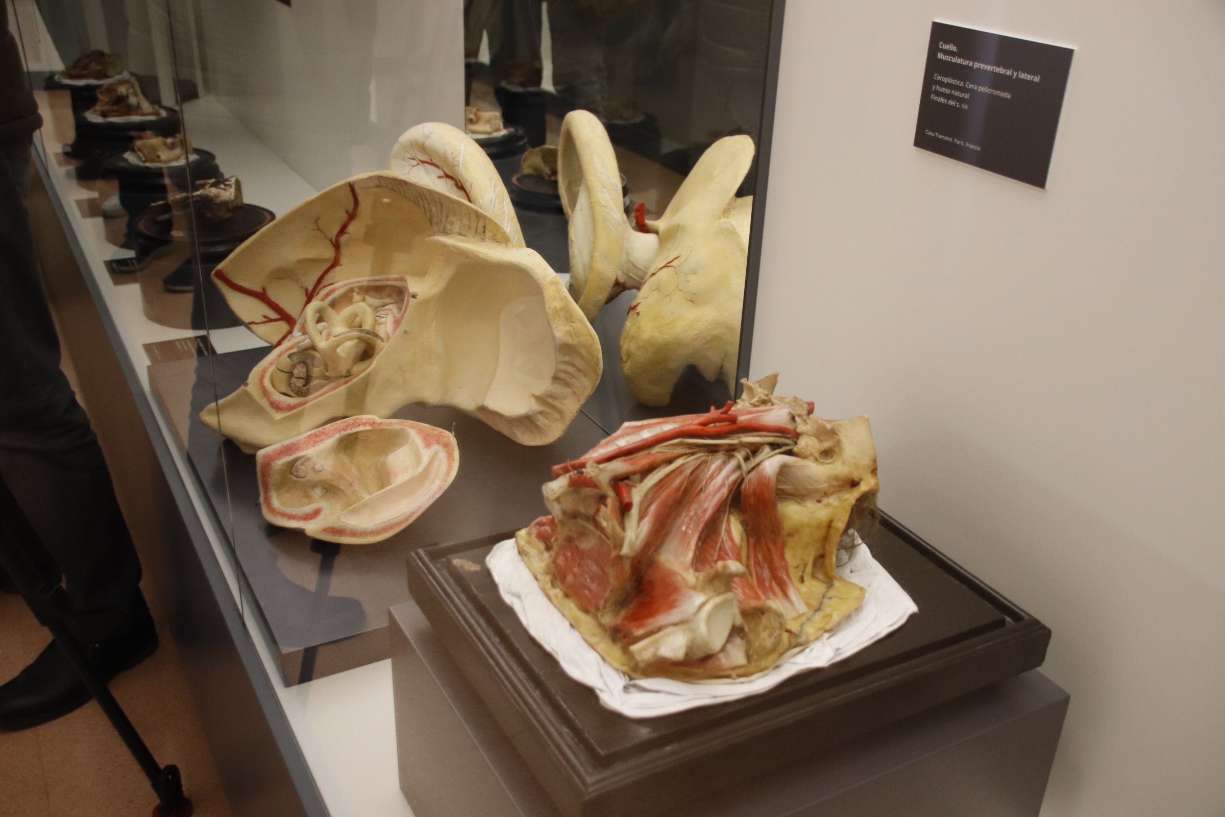 figuras anatómicas de cera coloreada de los siglos XIX y XX conservadas en el Departamento de Anatomía e Histologías Humanas de la Universidad de Salamanca