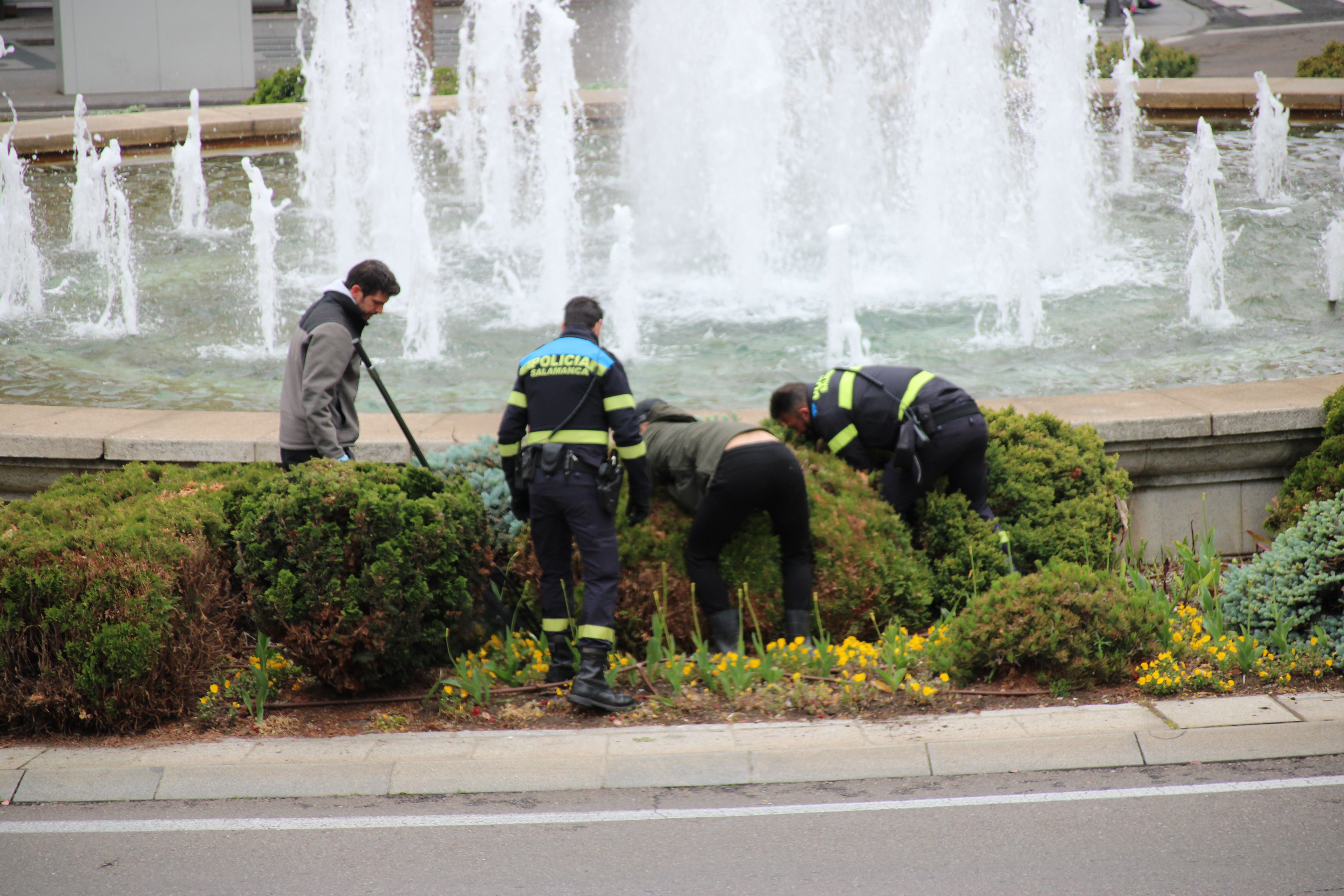 Arduo trabajo de la Policía Local para rescatar a una familia de patos en la fuente de la Puerta de Zamora