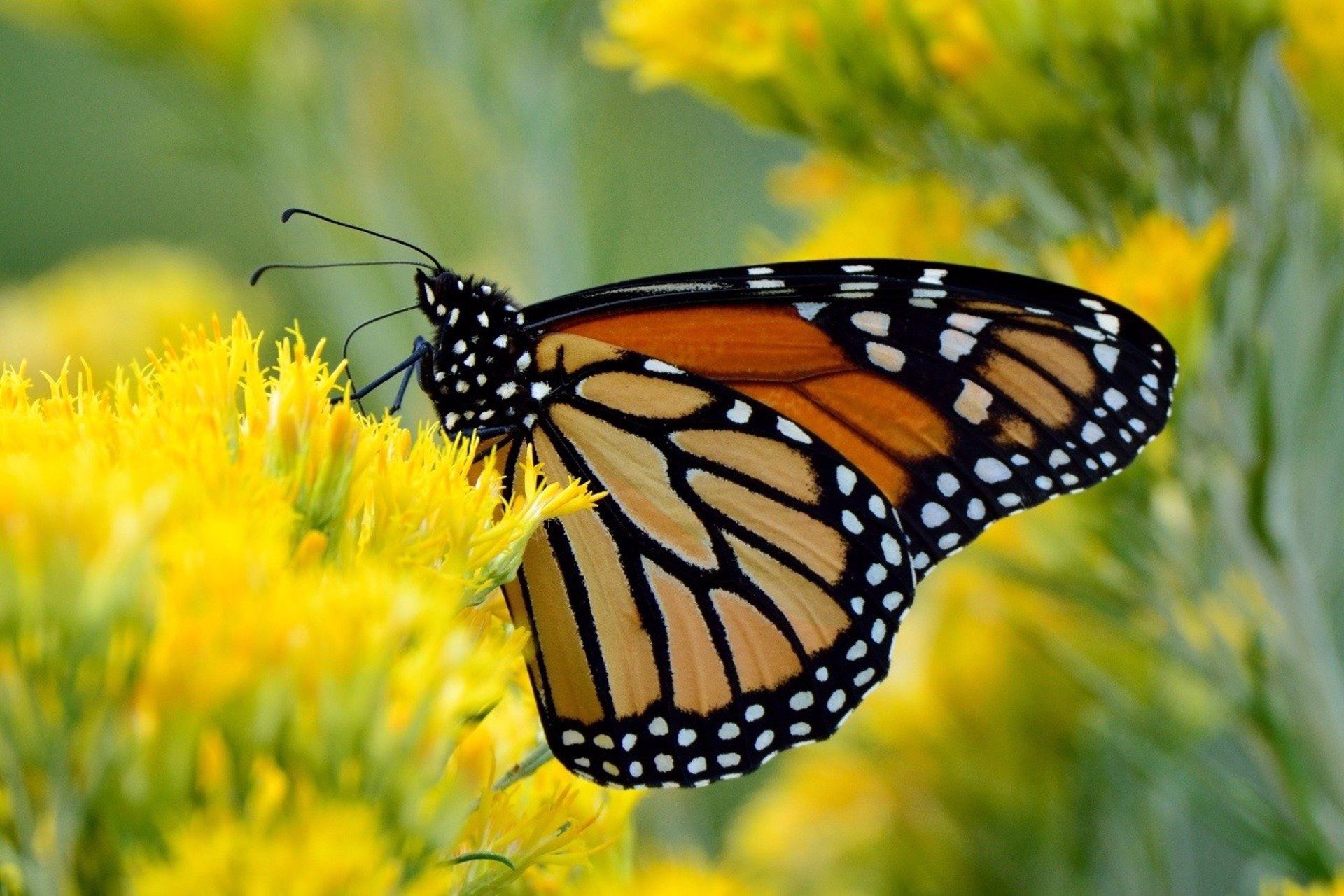 la mariposa monarca migratoria