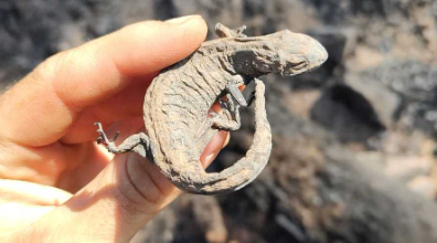 Salamandra quemada en el incendio de Sierra de Francia | Jaime Lizana