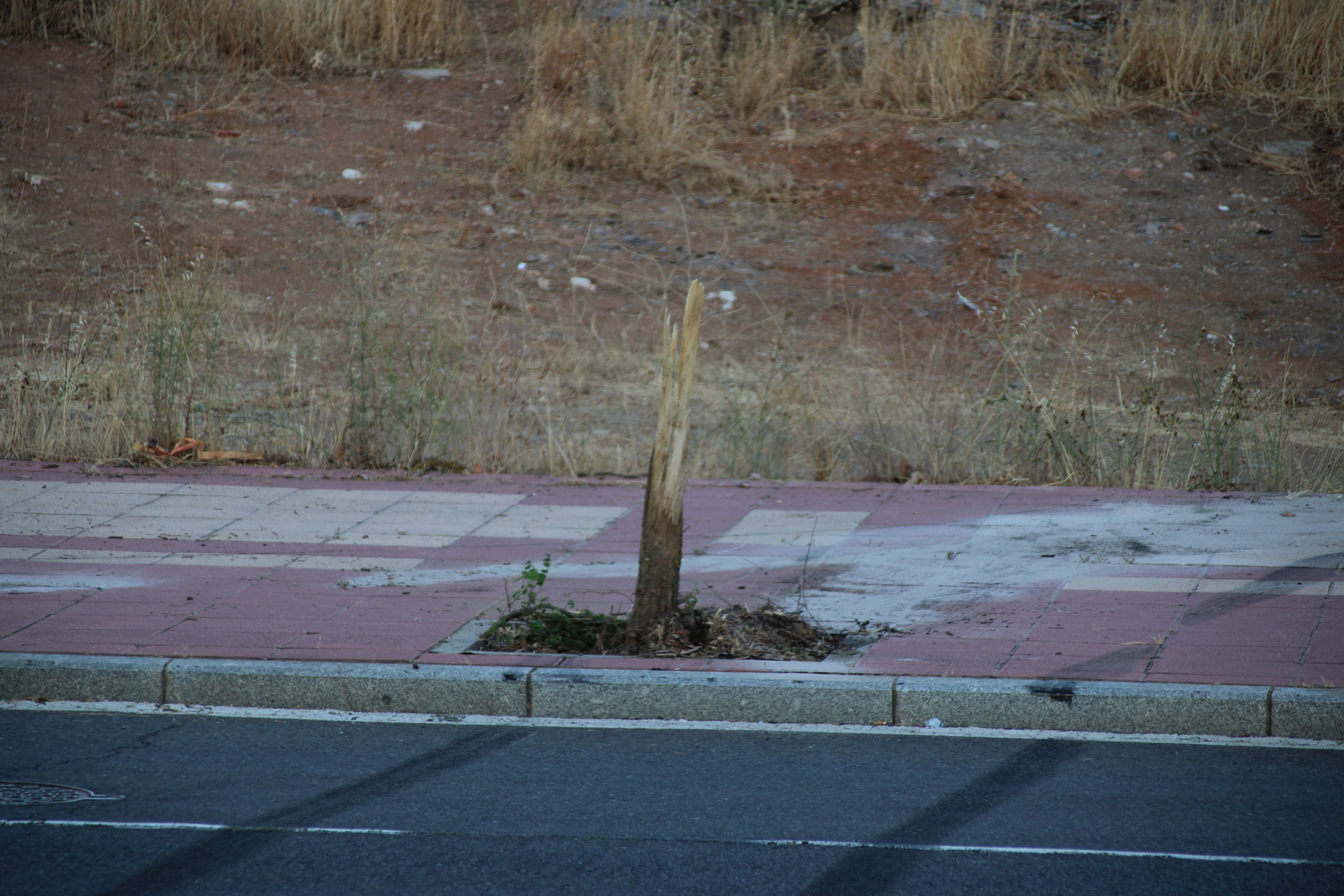Arranca un árbol tras hacer ‘un recto’ en la calle Victoria al circular a gran velocidad y abandona su vehículo en el lugar (7)