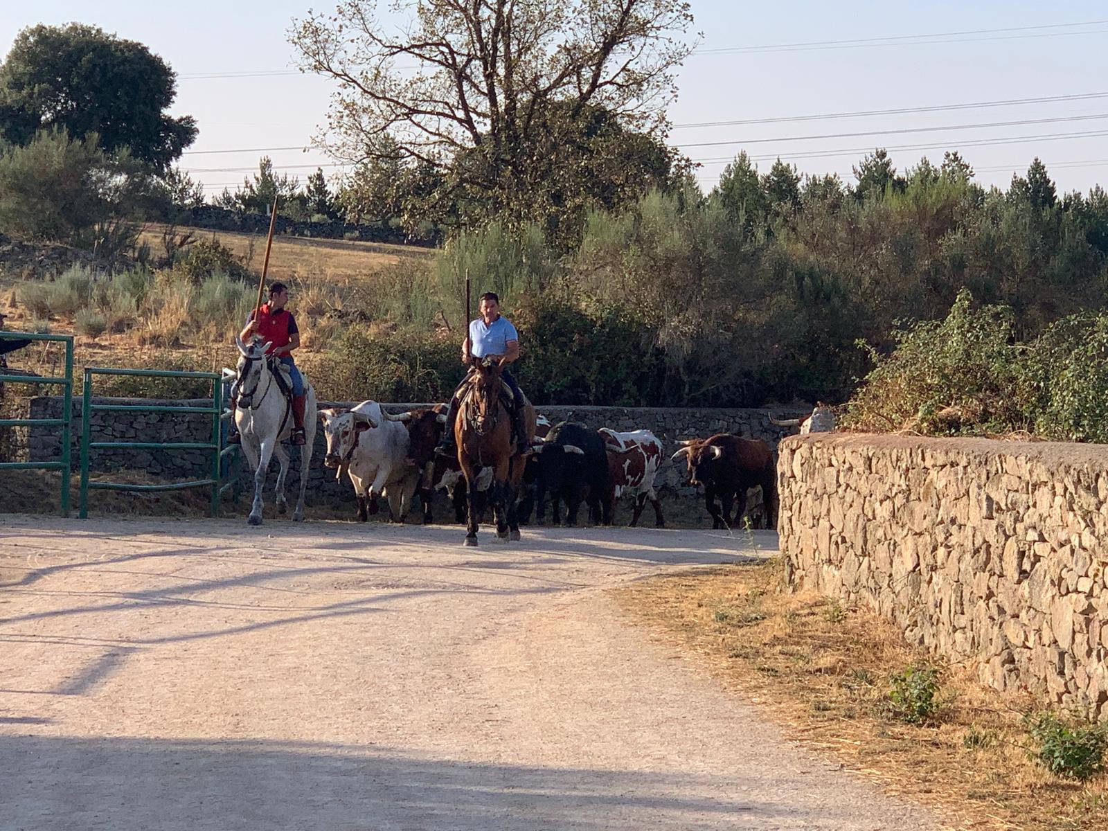 Primer encierro a caballo en Aldeadávila de la Ribera. FOTOS S24H (2)