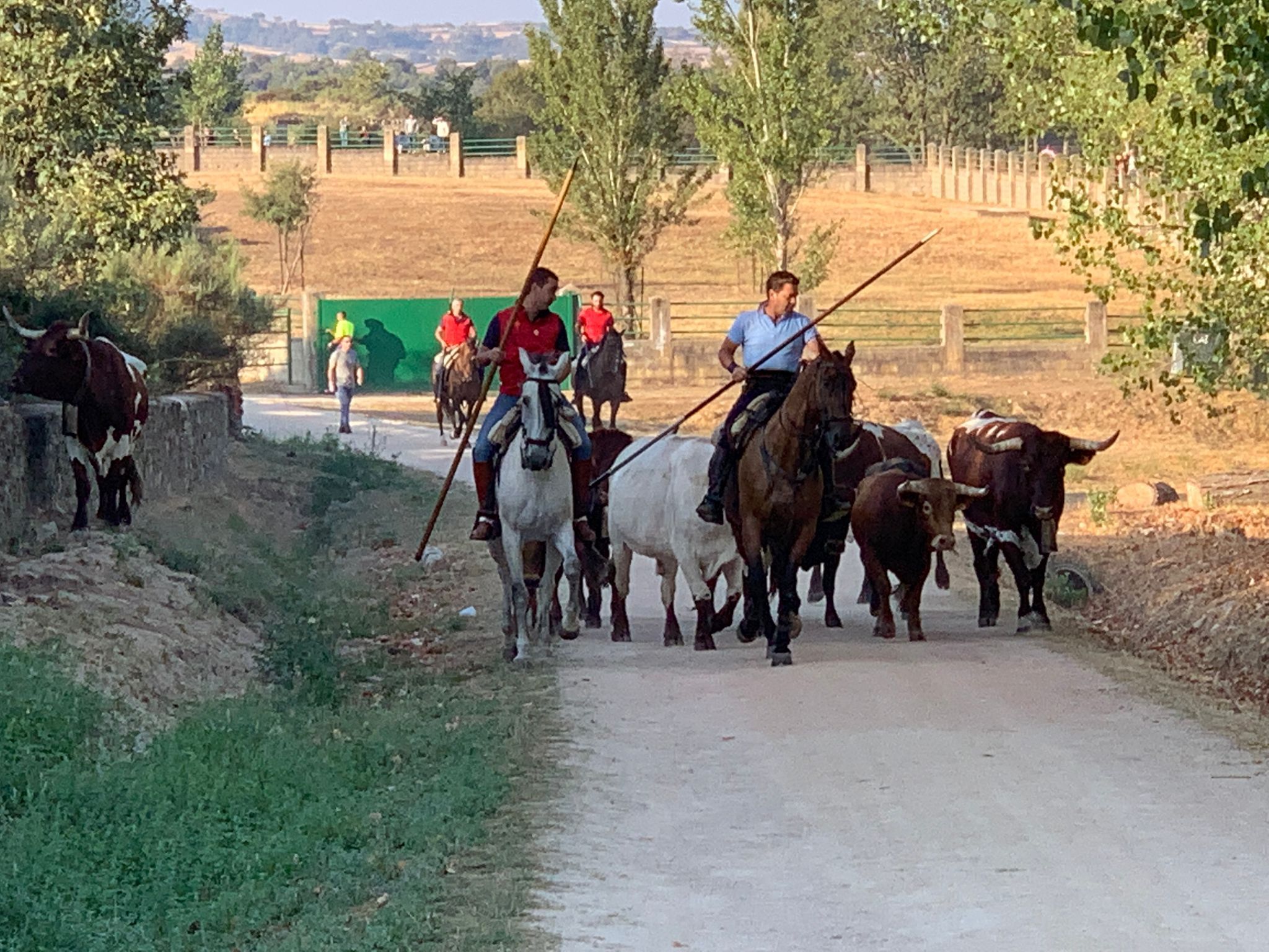 Primer encierro a caballo en Aldeadávila de la Ribera. FOTOS S24H (10)