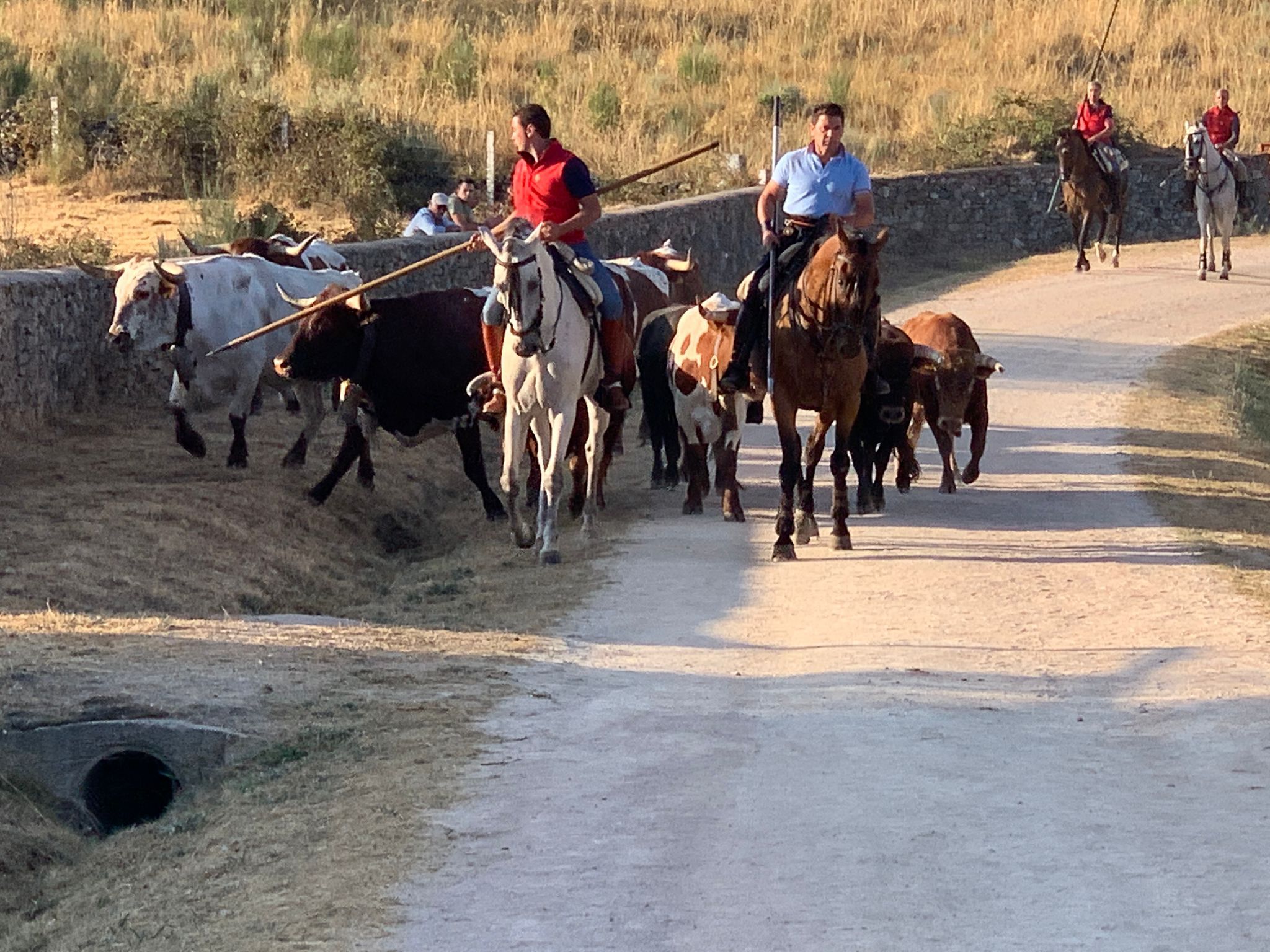 Primer encierro a caballo en Aldeadávila de la Ribera. FOTOS S24H (11)