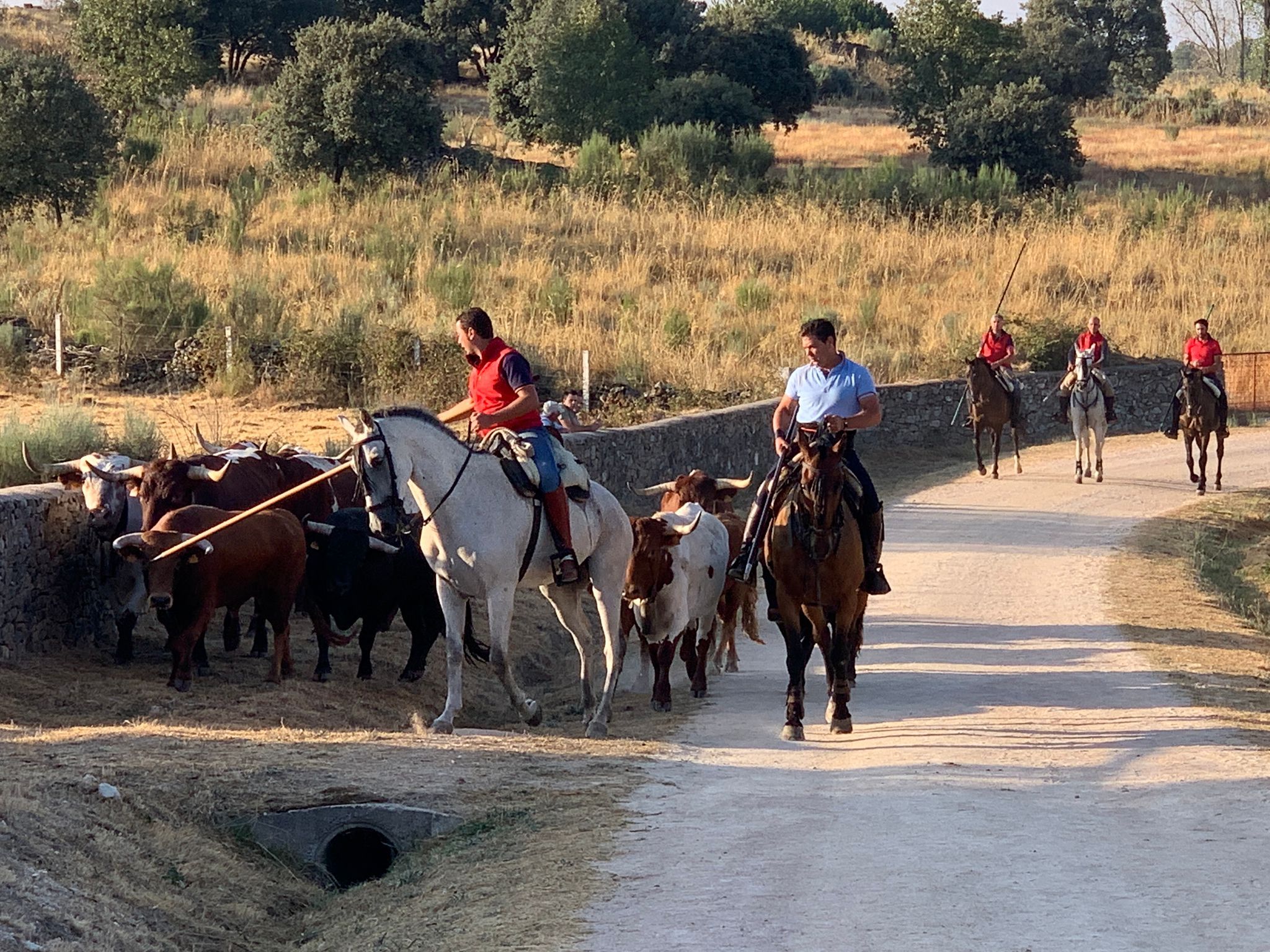 Primer encierro a caballo en Aldeadávila de la Ribera. FOTOS S24H (12)