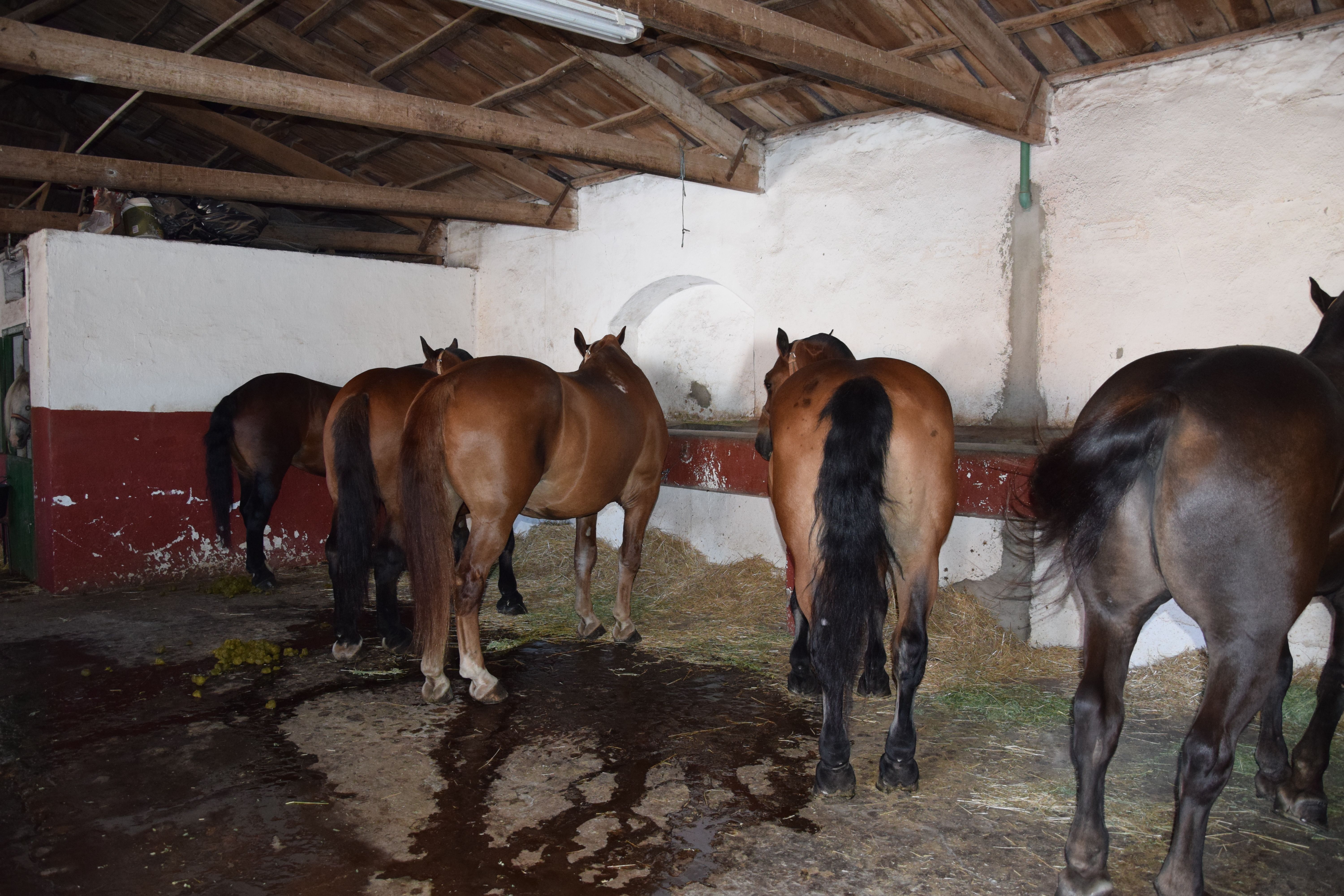 Cuadra caballos de picar Jerez de la Frontera. Fotos S24H (1)