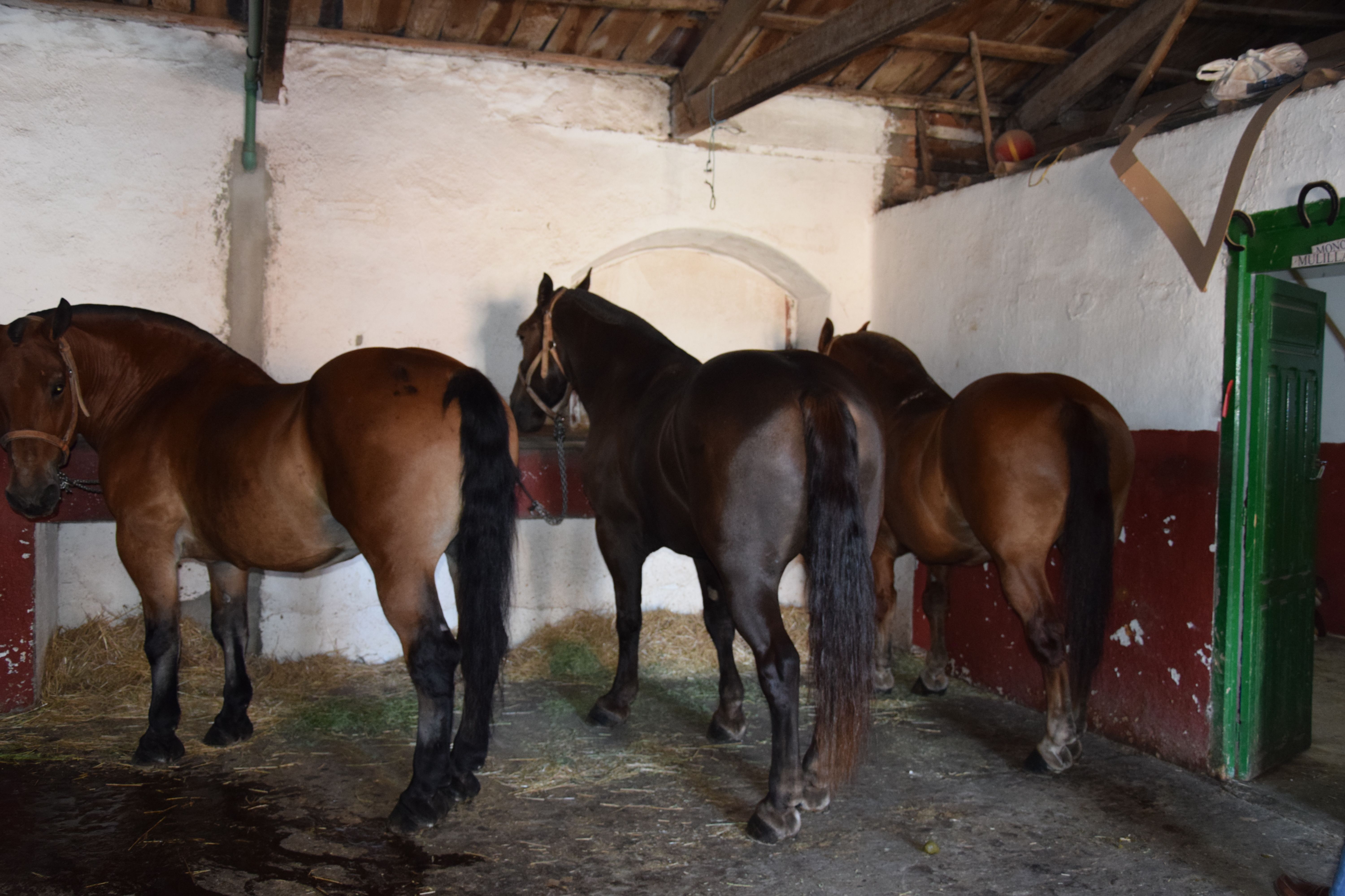 Cuadra caballos de picar Jerez de la Frontera. Fotos S24H (2)