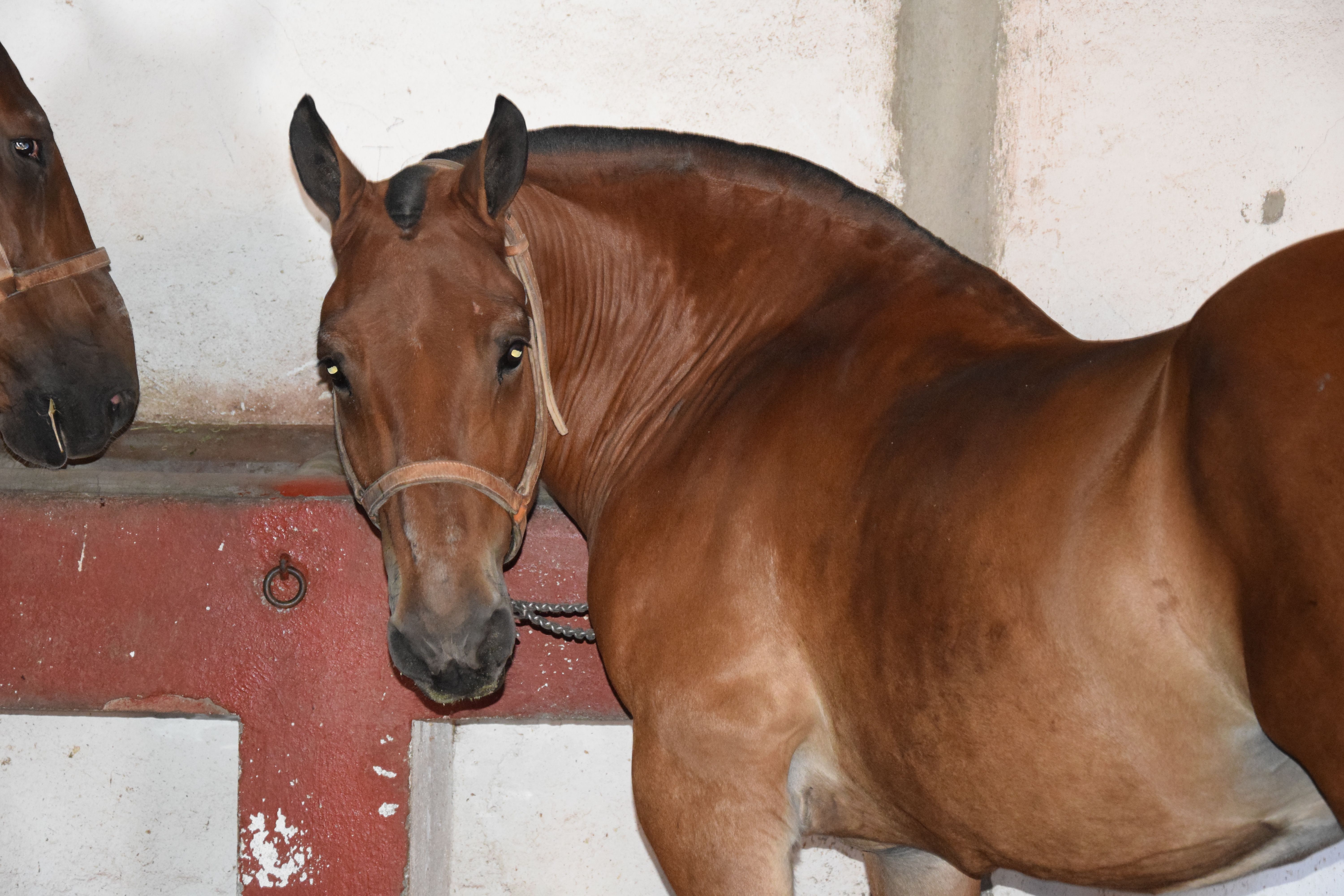 Cuadra caballos de picar Jerez de la Frontera. Fotos S24H (3)