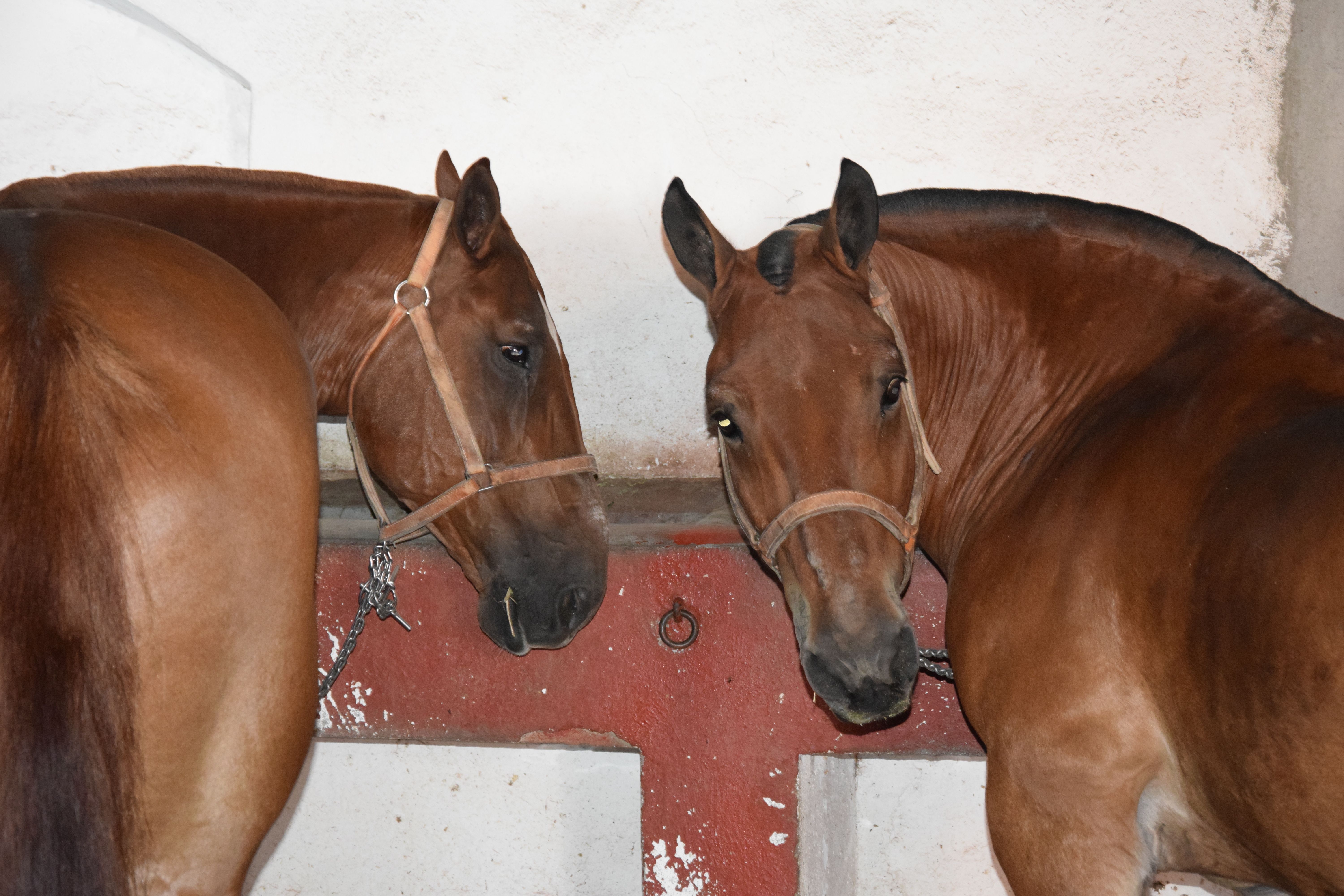 Cuadra caballos de picar Jerez de la Frontera. Fotos S24H (4)