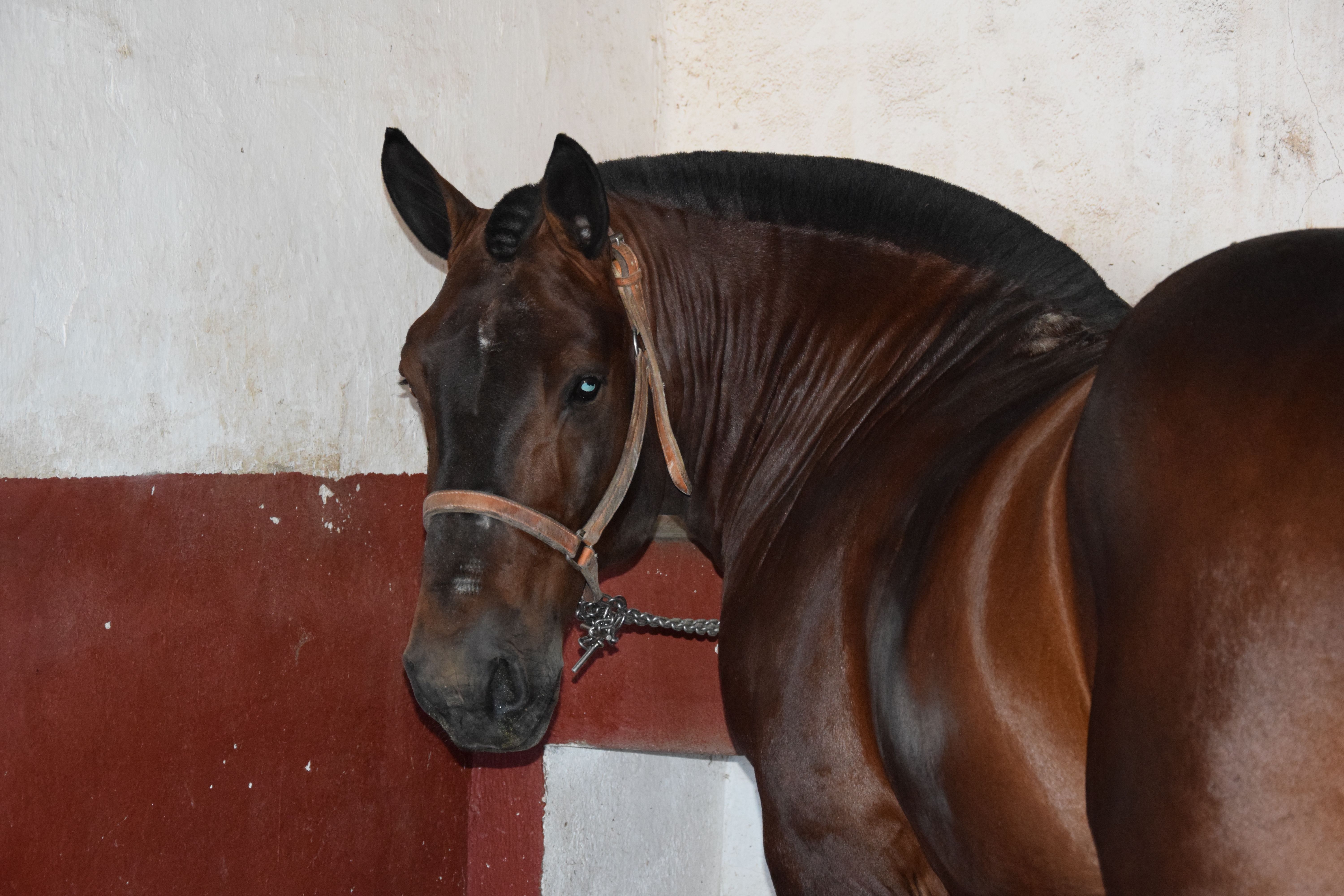 Cuadra caballos de picar Jerez de la Frontera. Fotos S24H (15)