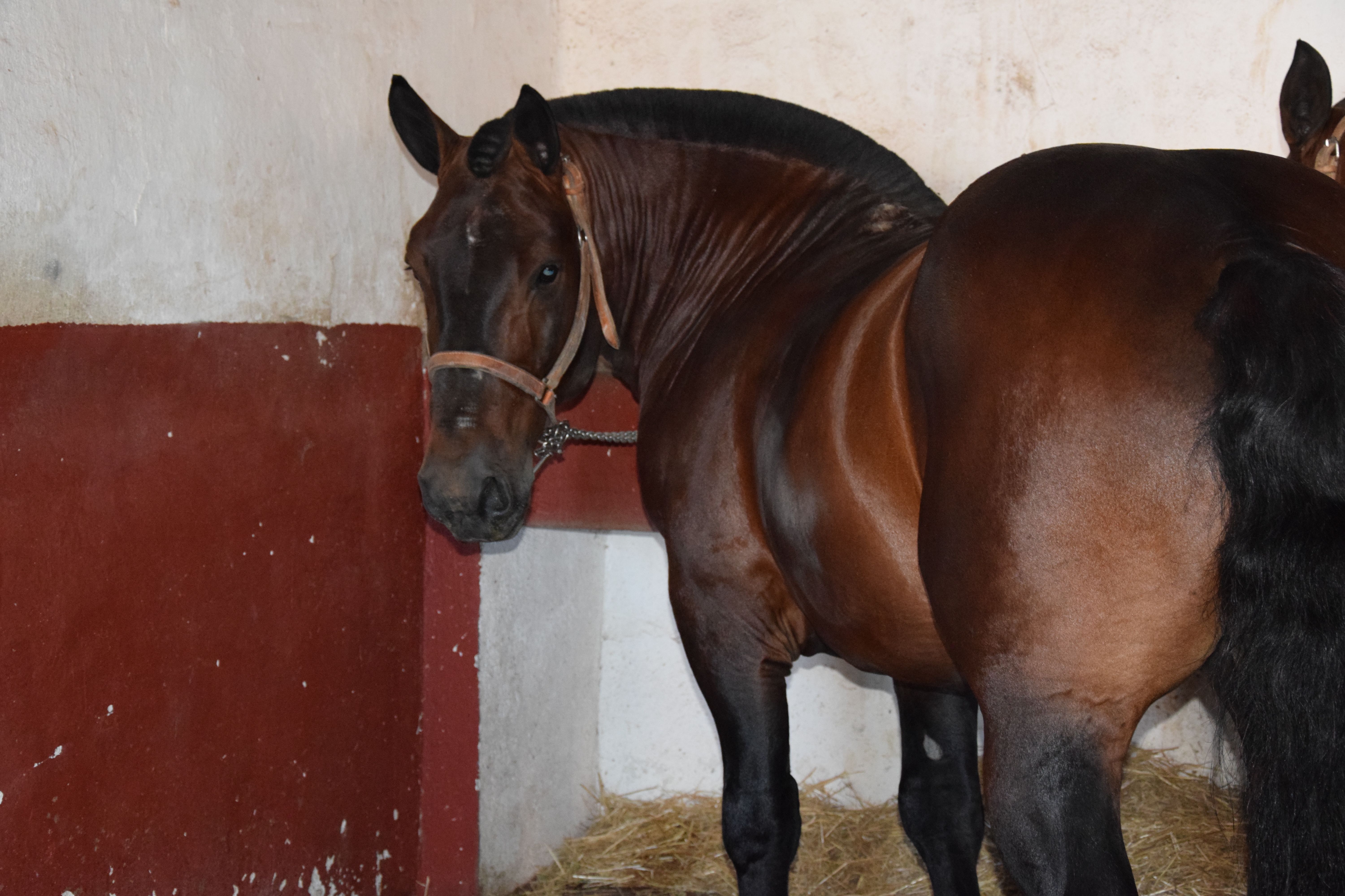 Cuadra caballos de picar Jerez de la Frontera. Fotos S24H (16)