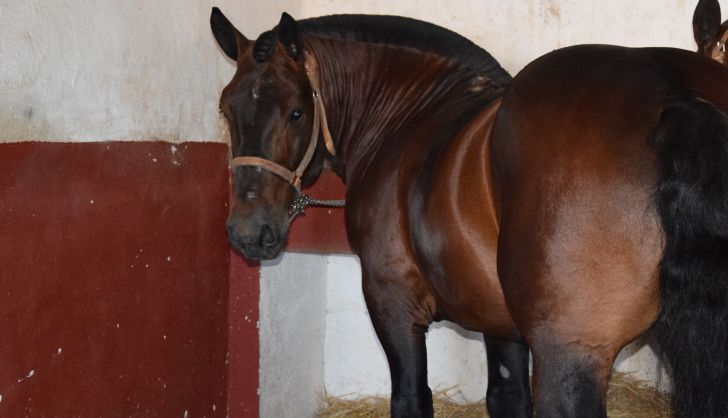 Cuadra caballos de picar Jerez de la Frontera. Fotos S24H (16)