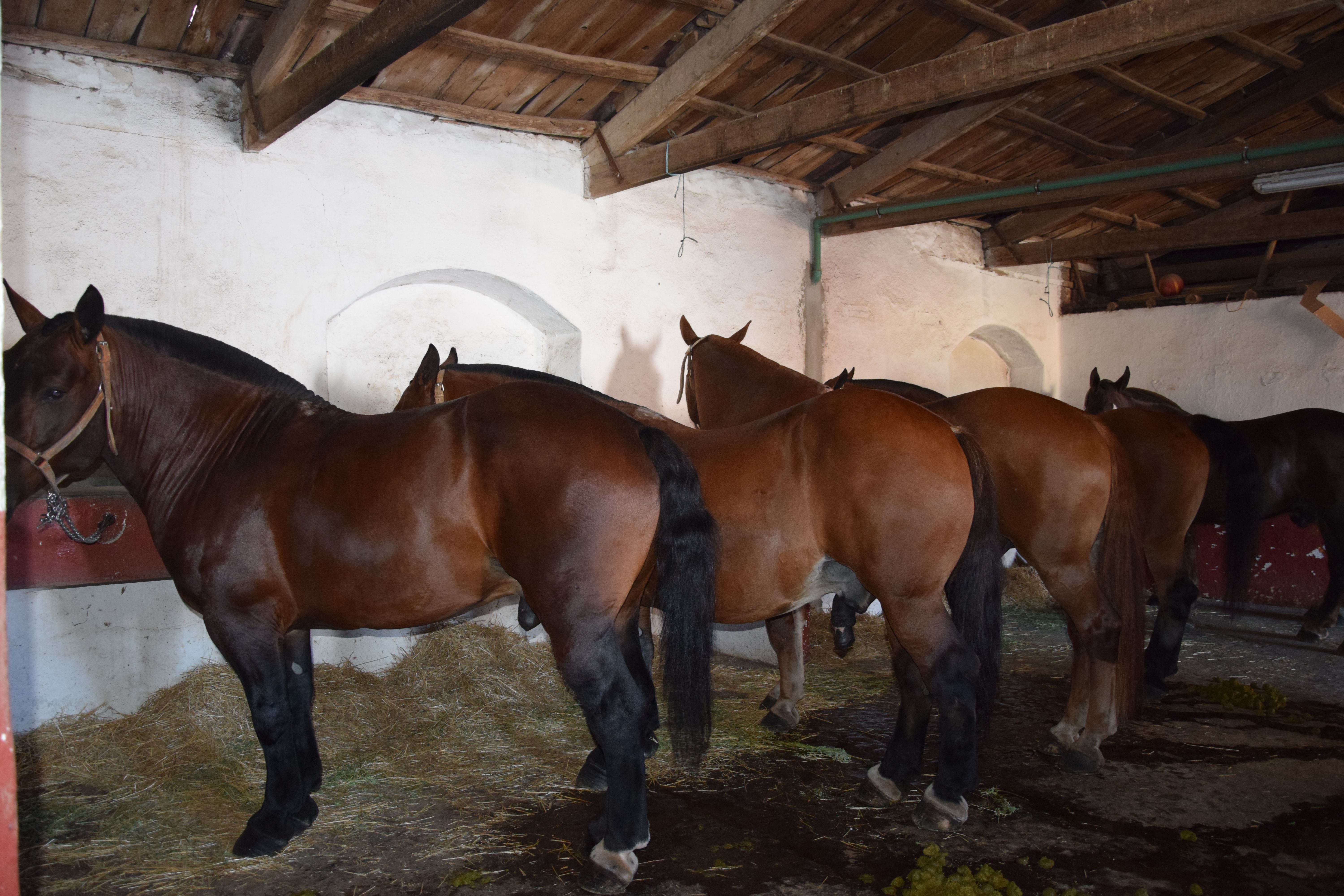 Cuadra caballos de picar Jerez de la Frontera. Fotos S24H (17)