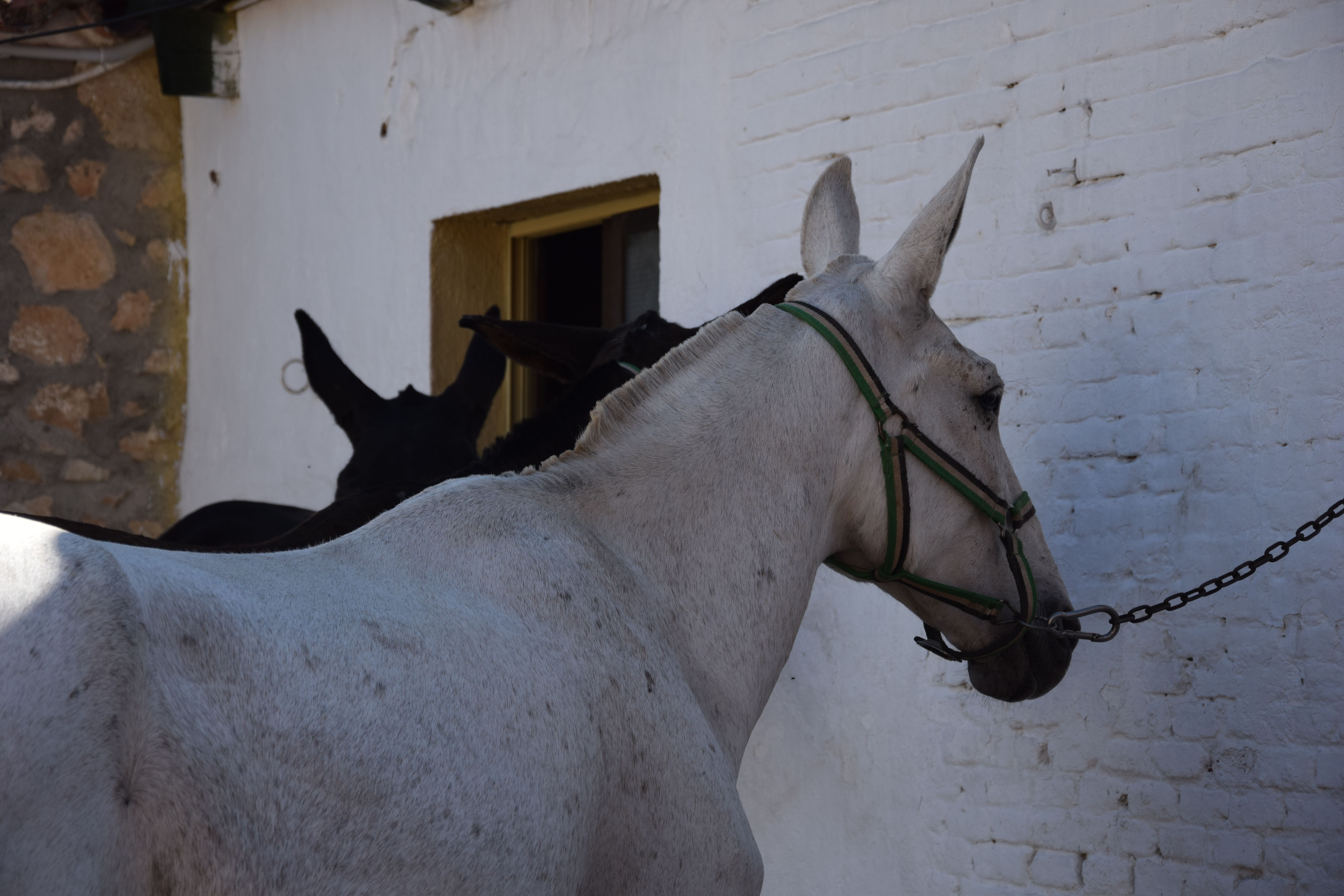 Cuadra caballos de picar Jerez de la Frontera. Fotos S24H (23)
