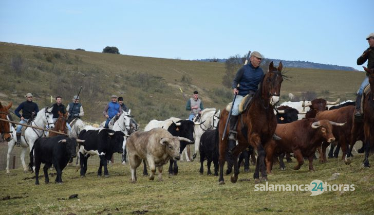 Labores de campo astados Villanueva encierro a caballo Ciudad Rodrigo (34)