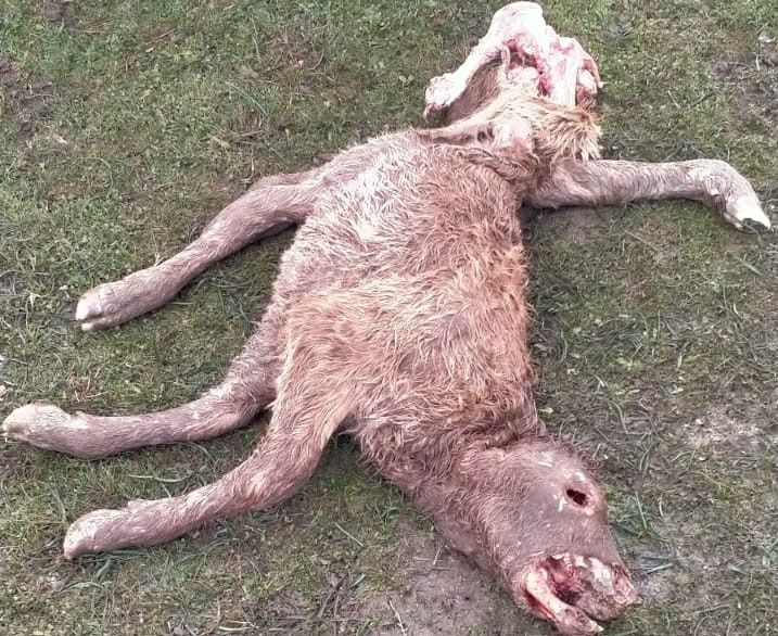 Los buitres matan a un ternero recién nacido en una finca de San Pedro de Rozados