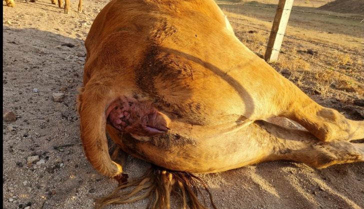 Vaca muerta, afectada por la EHE en Zamayón
