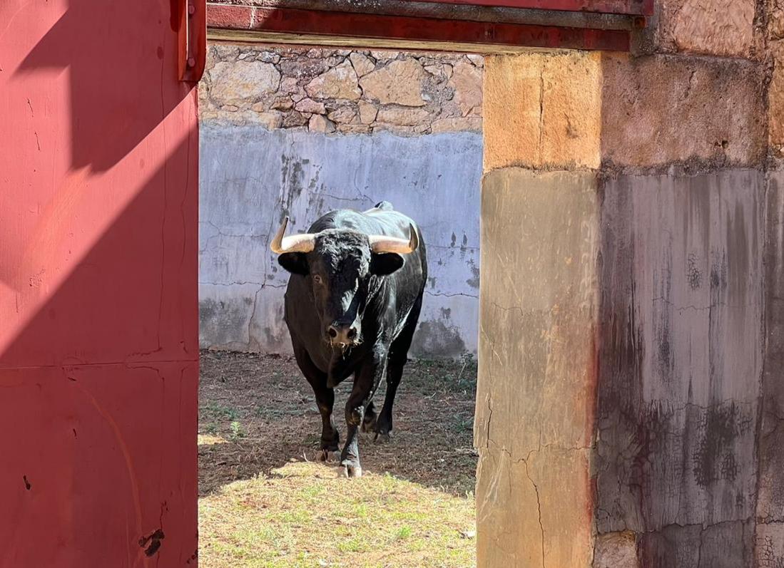 Primer toro del Vellosino para Miguel Ángel Perera. Foto S24H