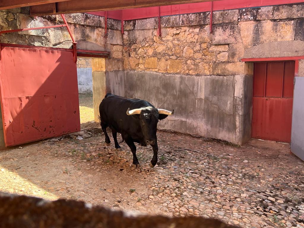 Tercer toro del Vellosino para Manuel Diosleguarde. Foto S24H