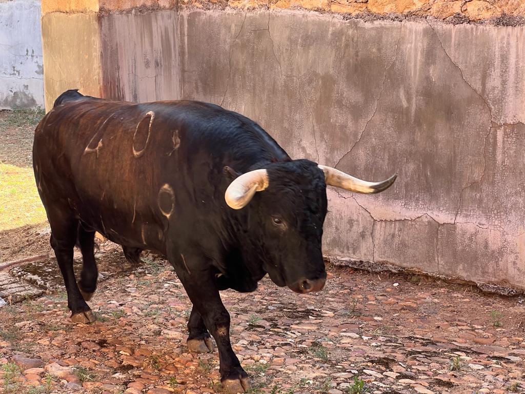 Sexto toro del Vellosino para Manuel Diosleguarde. Foto S24H
