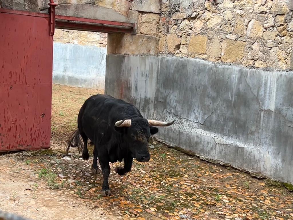 Primer toro de García y Olga Jiménez para Sebastián Castella. Foto S24H