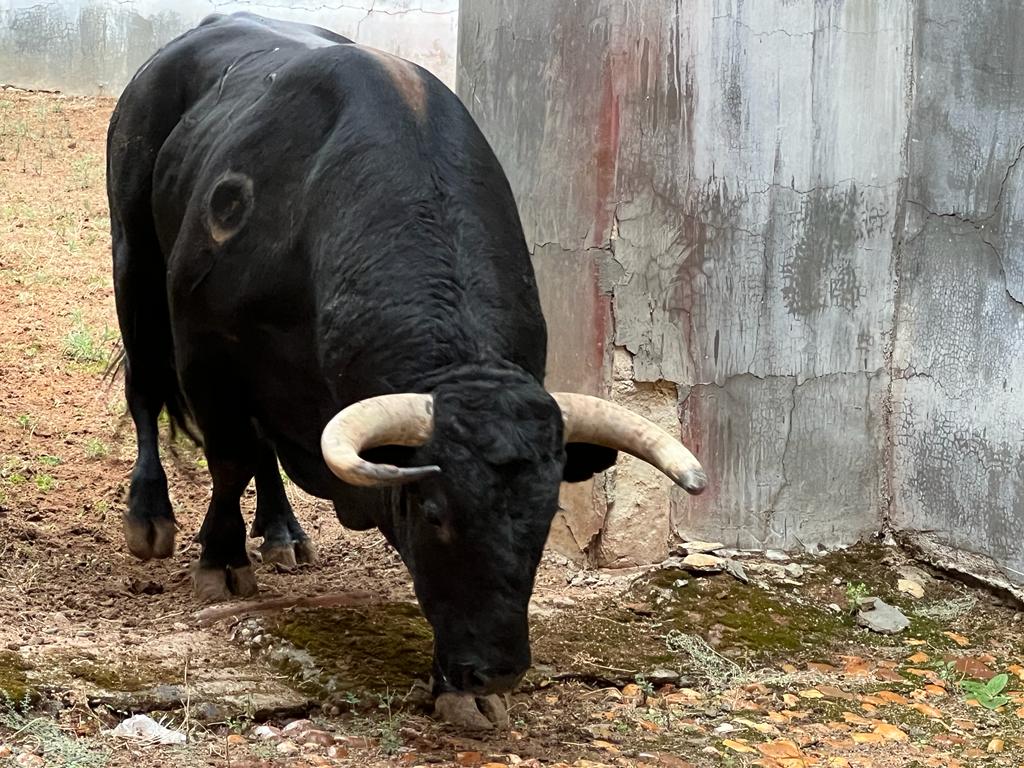 Tercer toro de García y Olga Jiménez para Tomás Rufo. Foto S24H