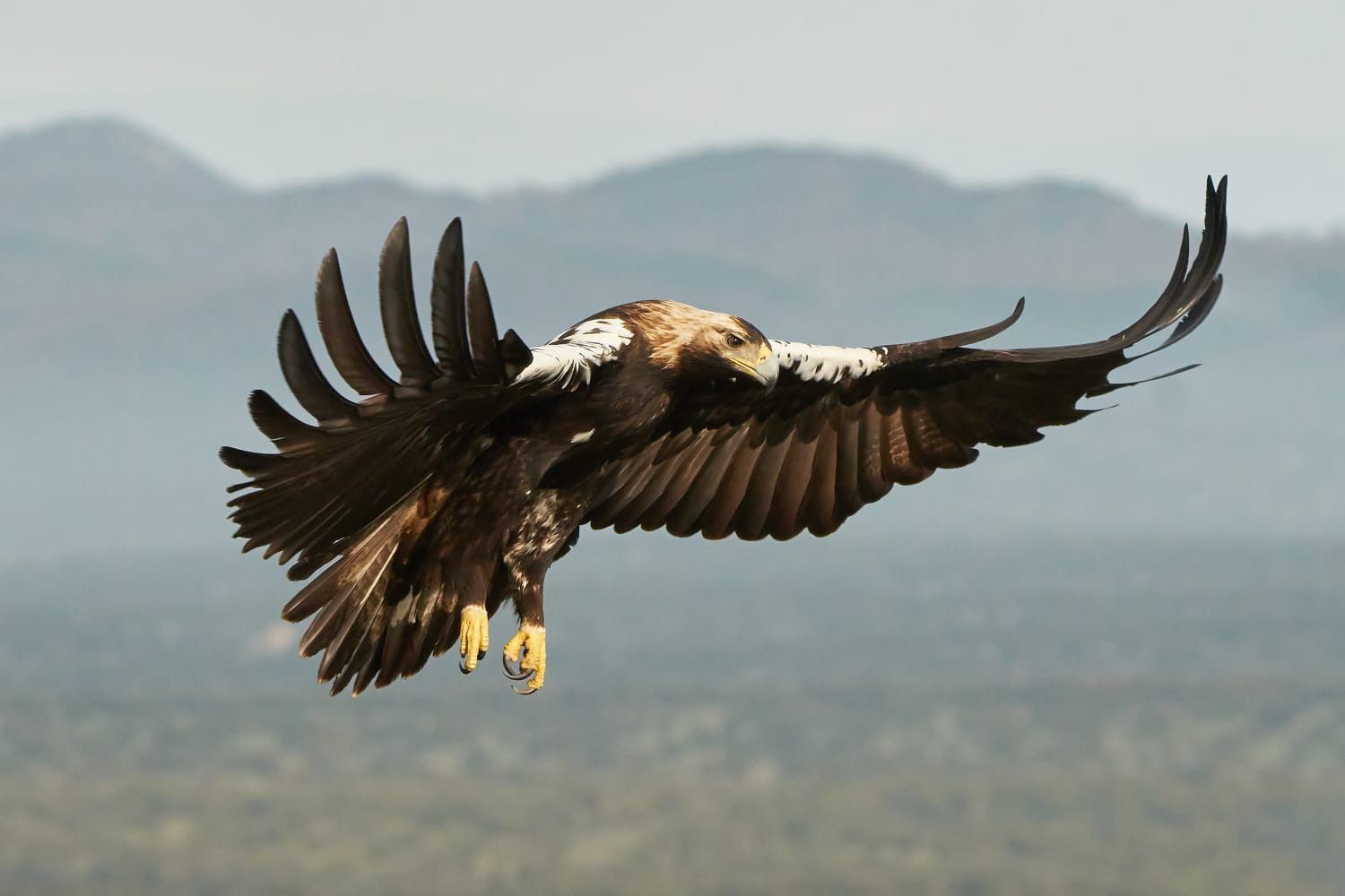 El águila imperial, con presencia en Salamanca, supera el centenar de  ejemplares en Castilla y León