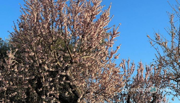 Almendros en flor en La Fregeneda. Foto S24H