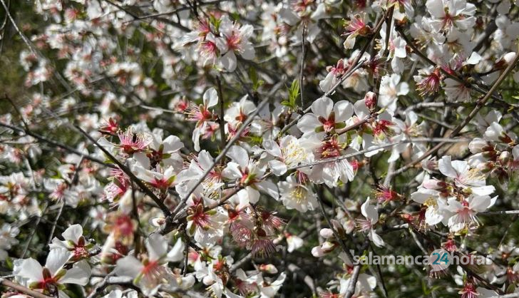 Almendros en flor en las Arribes. Fotos S24H (2)