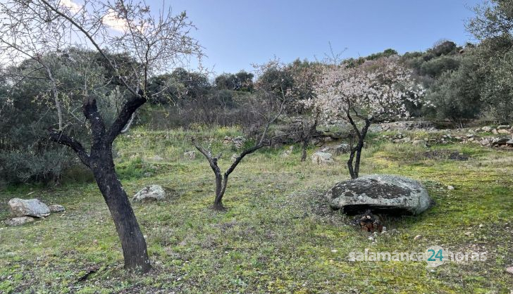 Almendros en flor en las Arribes. Fotos S24H (3)