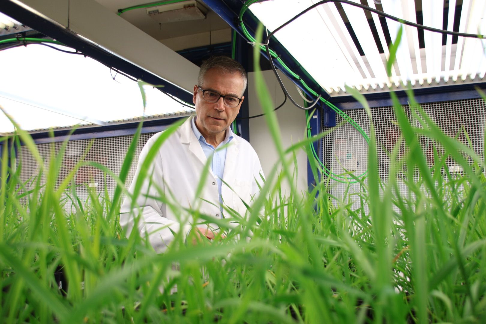 Juan Arellano revisa los cultivos de trigo en la cámara climática del IRNASA 