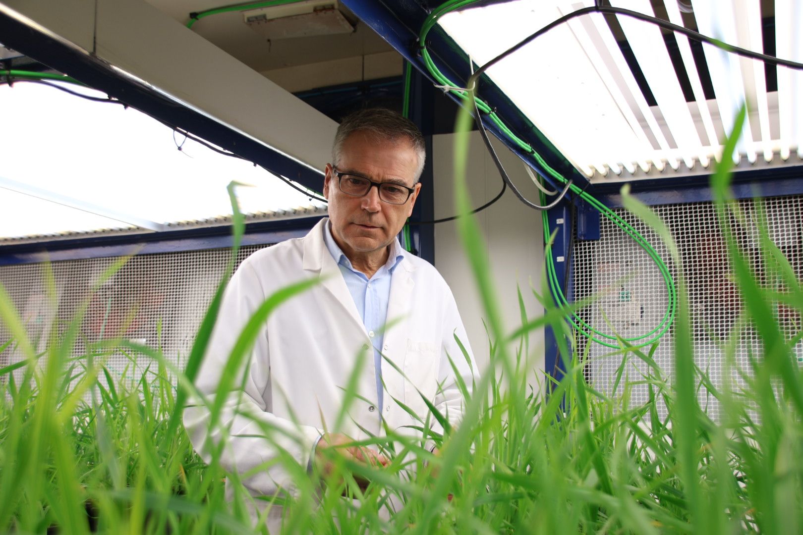 Juan Arellano revisa los cultivos de trigo en la cámara climática del IRNASA 
