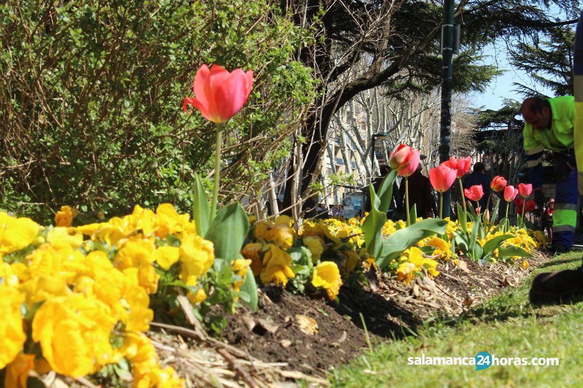 Plantación de Tulipanes en el Parque San Francisco por el día Mundial