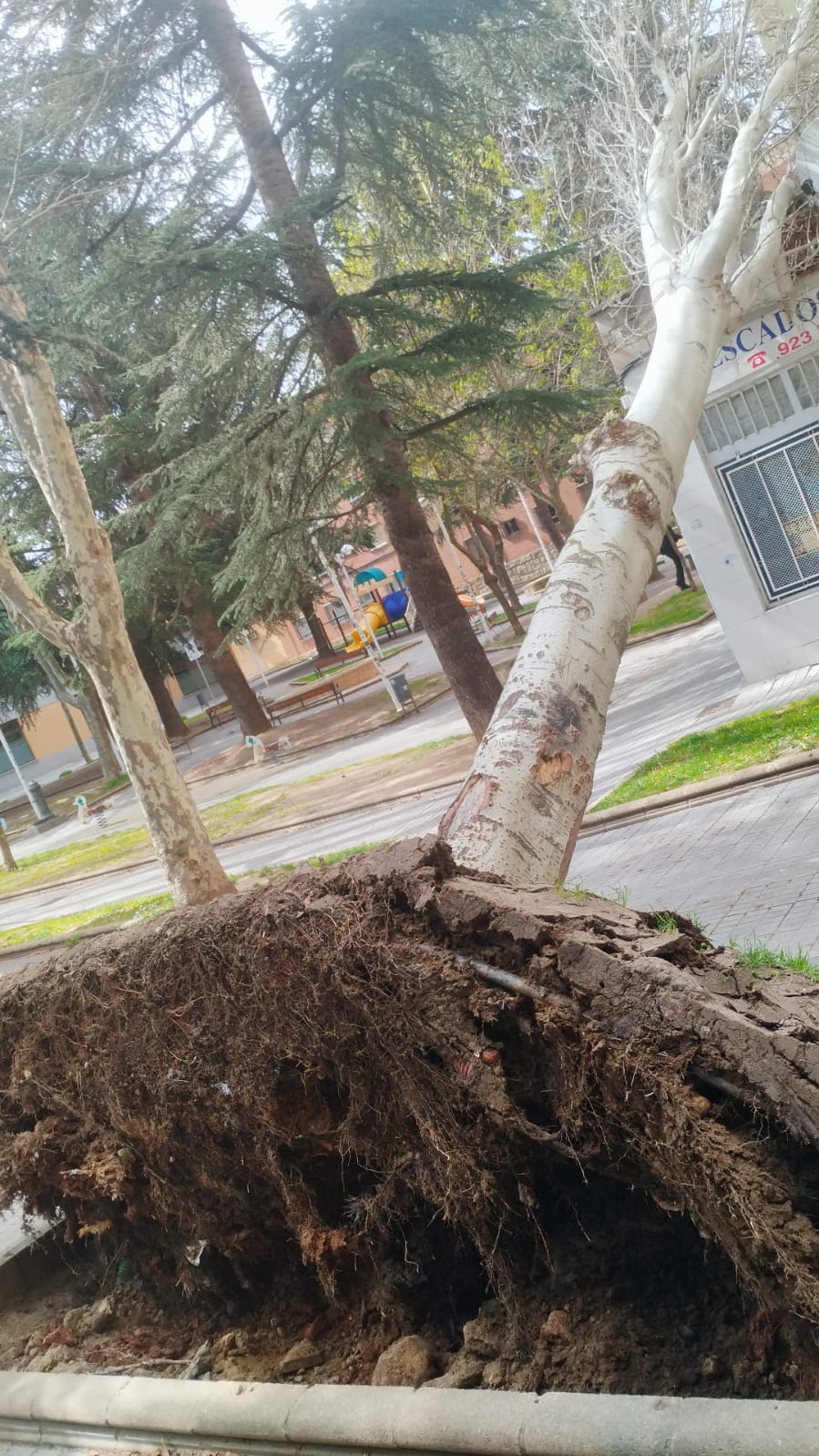 Cae un árbol en la calle Maestro Eslava