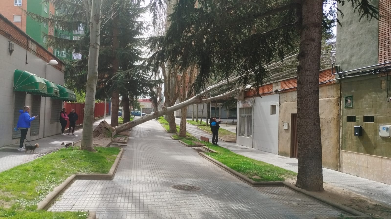 Árbol caído por el temporal 'Nelson' en la calle maestro eslava (2)