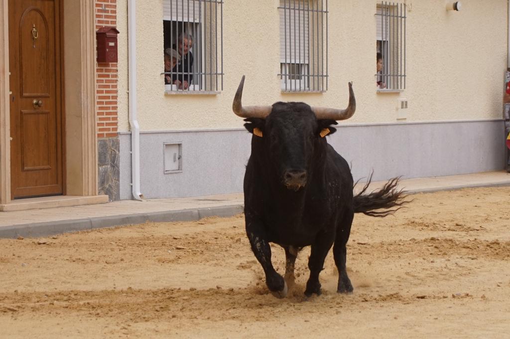 Ambiente y participación durante el 'Toro del Voto' en Villoria, suelta de dos toros del cajón. Foto Juanes (3)