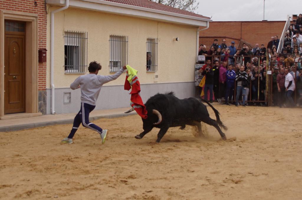 Ambiente y participación durante el 'Toro del Voto' en Villoria, suelta de dos toros del cajón. Foto Juanes (16)