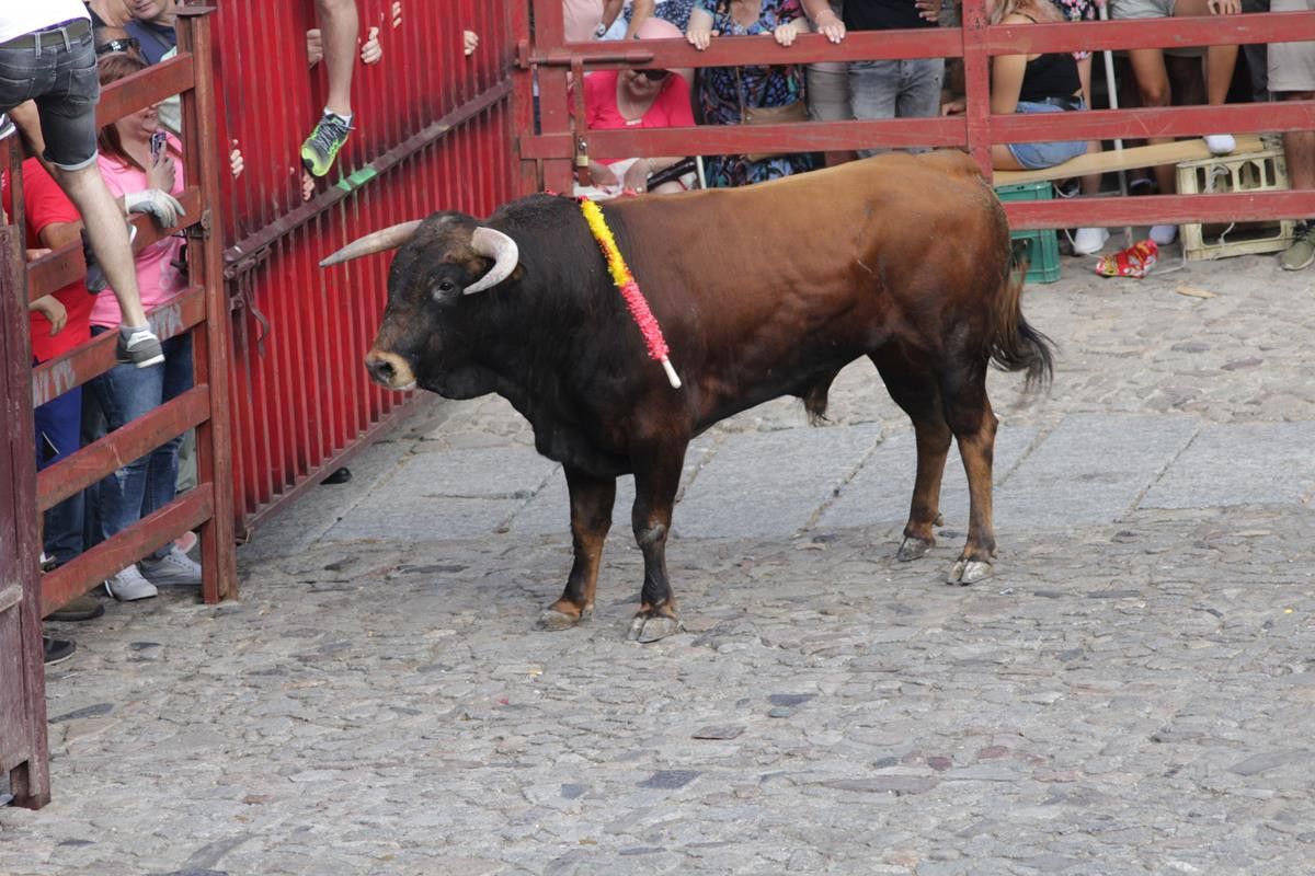  Festejo taurino de La Alberca (124) 