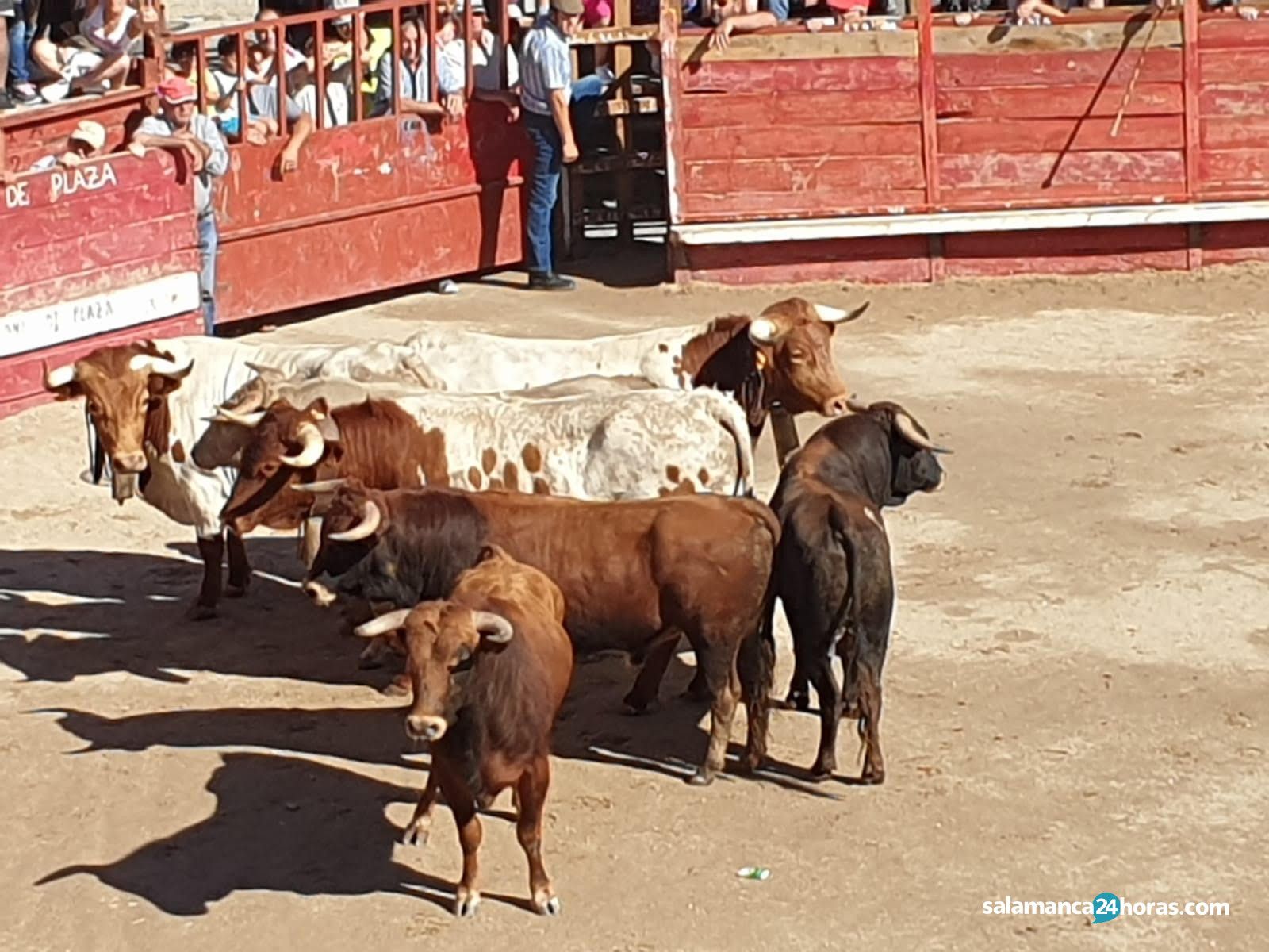 Toros en Villarino (5) 