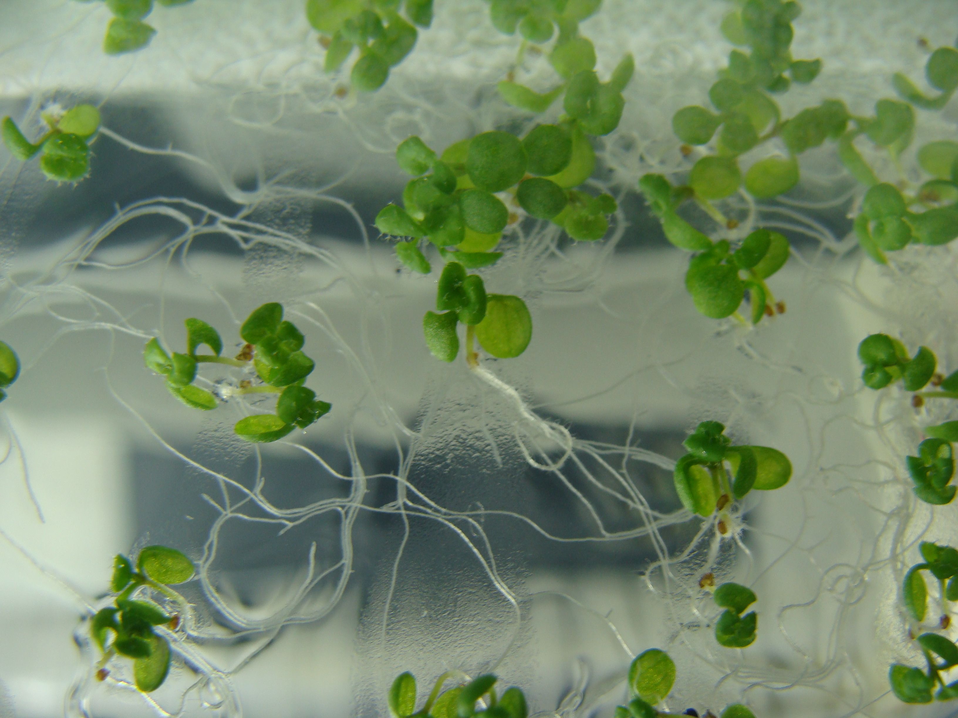Plu00e1ntulas de arabidopsis creciendo en medio su00f3lido nutritivo