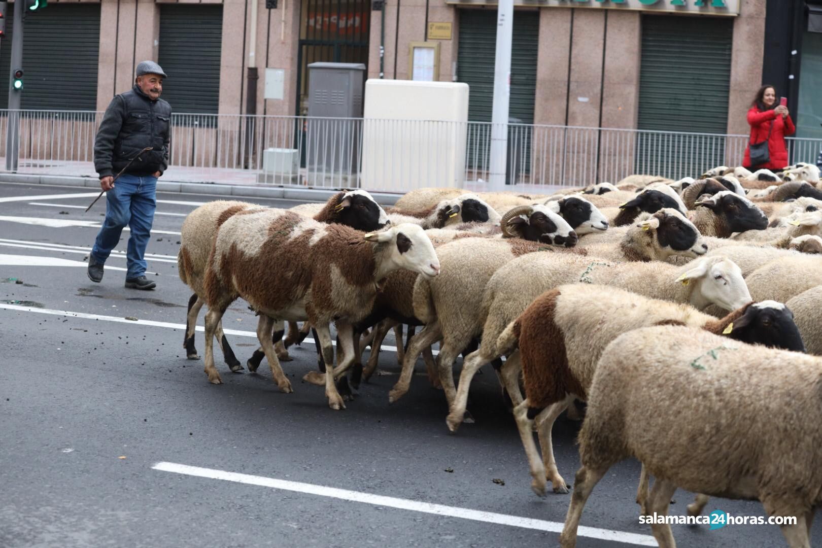  Rebaño ovejas (3) 